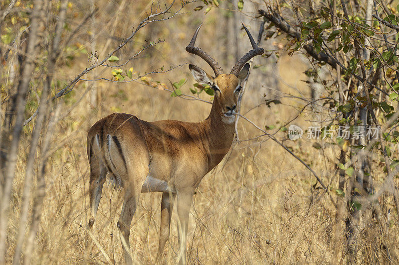 丛林中的成年雄性ipala antelope Aepyceros melampus